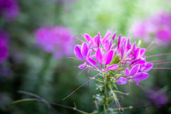 The background image of the colorful flowers