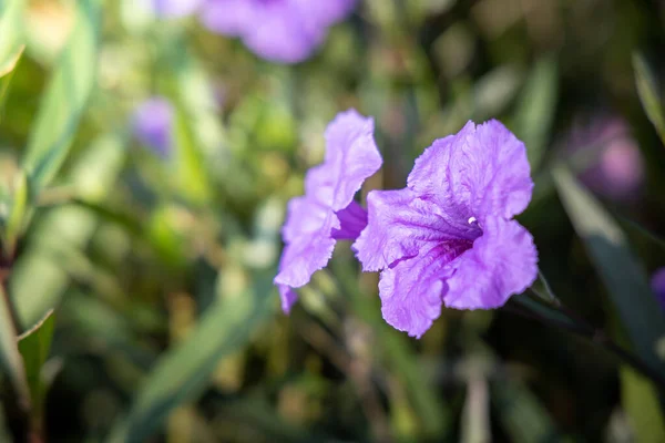 La imagen de fondo de las flores de colores —  Fotos de Stock