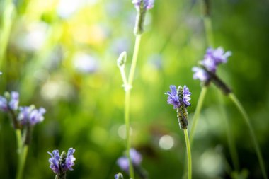 Renkli çiçeklerin arkaplan resmi