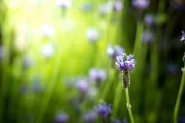 Renkli çiçeklerin arkaplan resmi