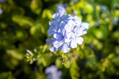 Renkli çiçeklerin arkaplan resmi