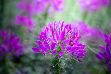 Renkli çiçeklerin arkaplan resmi