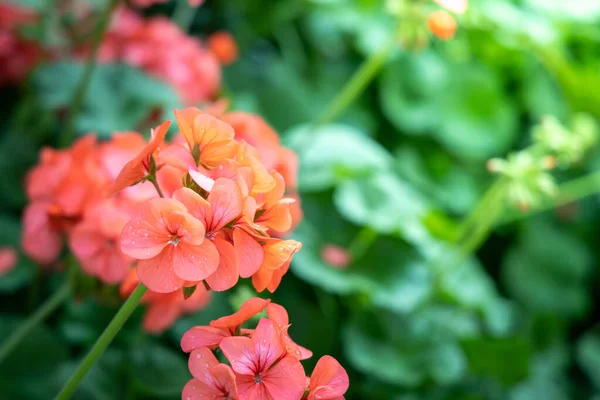 La imagen de fondo de las flores de colores —  Fotos de Stock