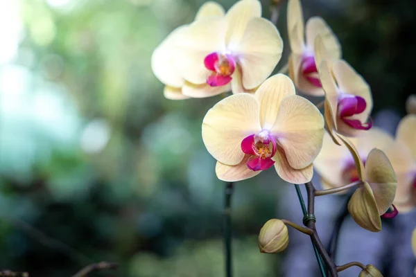 La imagen de fondo de las flores de colores — Foto de Stock