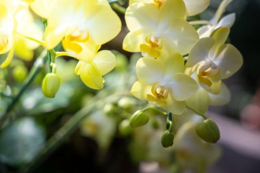 Renkli çiçeklerin arkaplan resmi