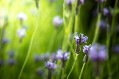 Renkli çiçeklerin arkaplan resmi