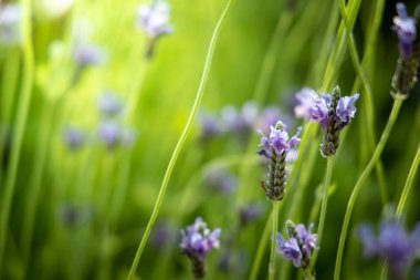 Renkli çiçeklerin arkaplan resmi