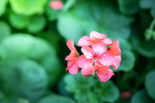 The background image of the colorful flowers — Stock Photo, Image