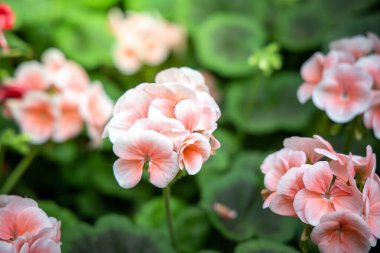 Renkli çiçeklerin arkaplan resmi