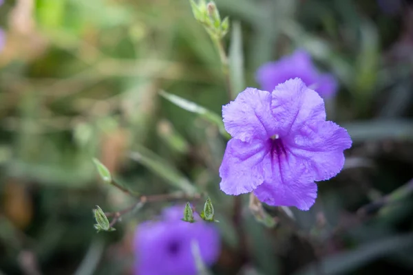 A imagem de fundo das flores coloridas — Fotografia de Stock