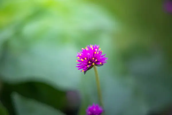 色とりどりの花の背景イメージ — ストック写真