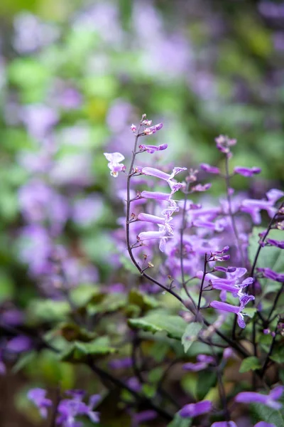 La imagen de fondo de las flores de colores —  Fotos de Stock