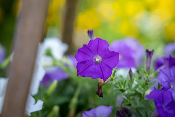 The background image of the colorful flowers — Stock Photo, Image