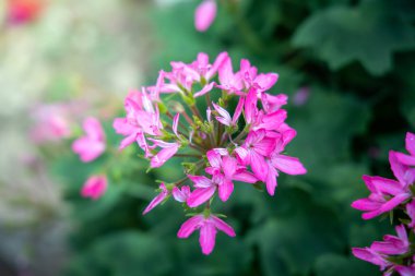 Renkli çiçeklerin arkaplan resmi