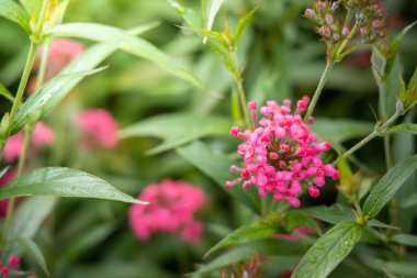 Renkli çiçeklerin arkaplan resmi