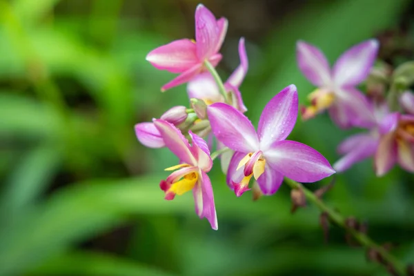 Bakgrundsbilden av de färgglada blommor — Stockfoto