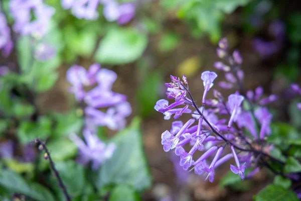 La imagen de fondo de las flores de colores — Foto de Stock