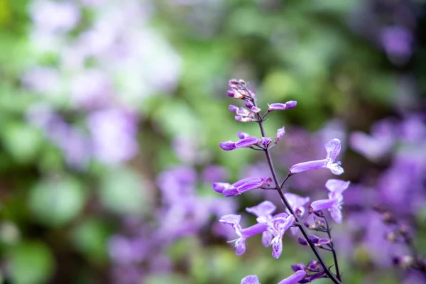 La imagen de fondo de las flores de colores — Foto de Stock