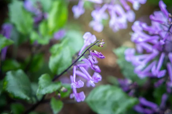 The background image of the colorful flowers