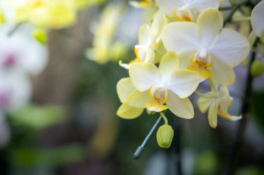 Renkli çiçeklerin arkaplan resmi