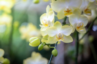 Renkli çiçeklerin arkaplan resmi