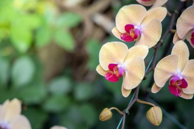 Renkli çiçeklerin arkaplan resmi