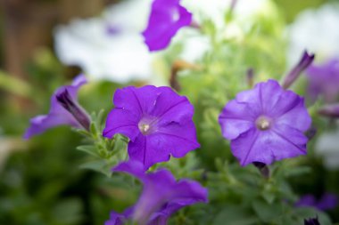 Renkli çiçeklerin arkaplan resmi