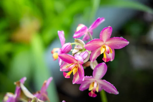 Das Hintergrundbild der bunten Blumen — Stockfoto