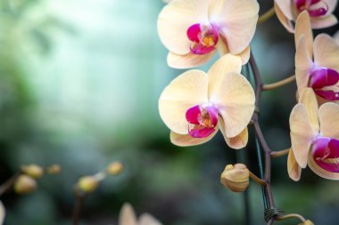 Renkli çiçeklerin arkaplan resmi