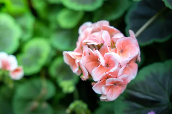 The background image of the colorful flowers — Stock Photo, Image