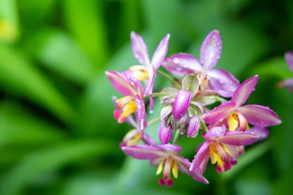 Das Hintergrundbild der bunten Blumen — Stockfoto