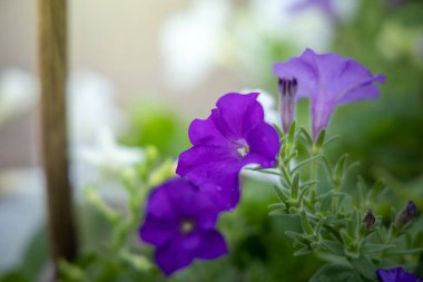 Renkli çiçeklerin arkaplan resmi