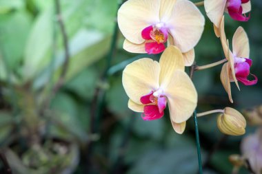 Renkli çiçeklerin arkaplan resmi