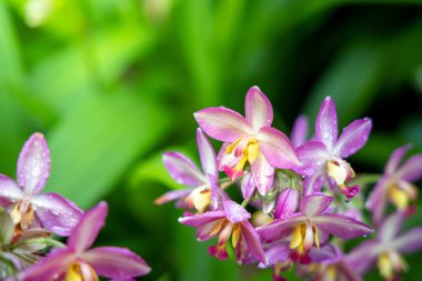 Renkli çiçeklerin arkaplan resmi