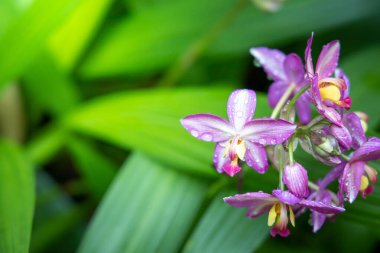 Renkli çiçeklerin arkaplan resmi