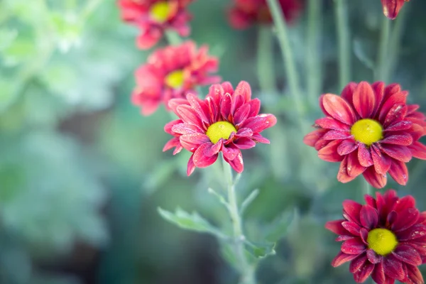 A háttér kép a színes virágok — Stock Fotó