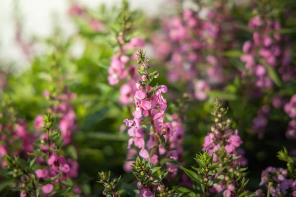 L'image de fond des fleurs colorées — Photo