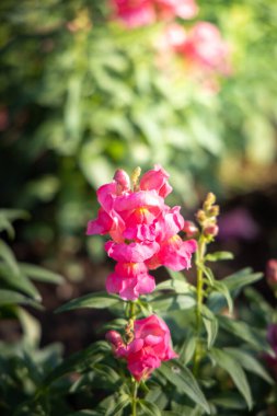 Renkli çiçeklerin arkaplan resmi