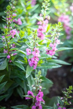 Renkli çiçeklerin arkaplan resmi