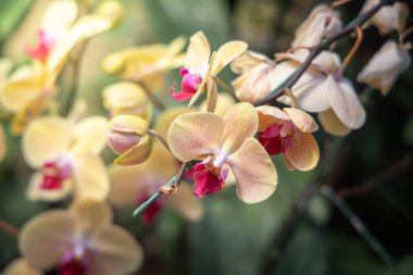 Renkli çiçeklerin arkaplan resmi