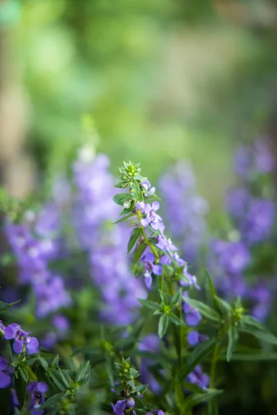 La imagen de fondo de las flores de colores —  Fotos de Stock