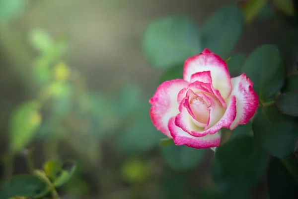 Rosas no jardim — Fotografia de Stock