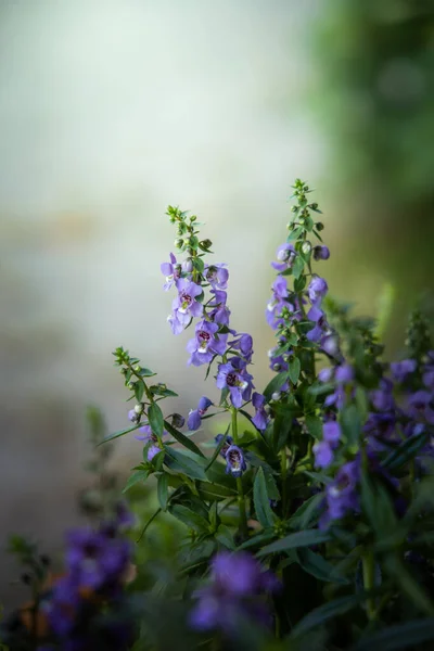 The background image of the colorful flowers