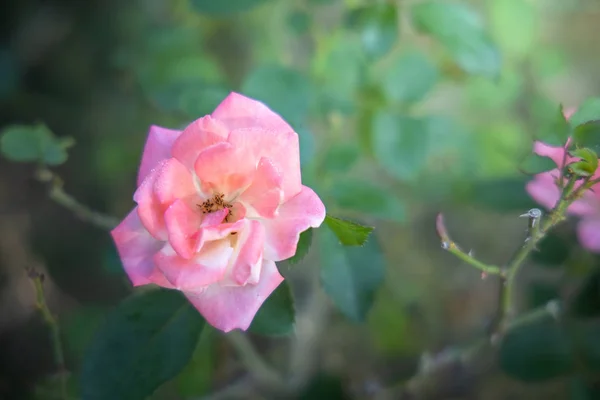 Rosas en el jardín — Foto de Stock