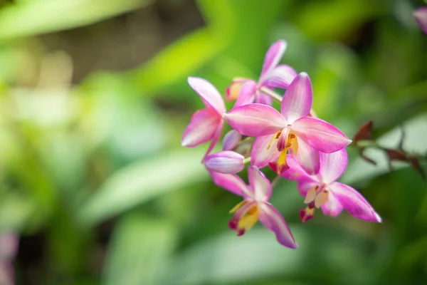 Das Hintergrundbild der bunten Blumen — Stockfoto