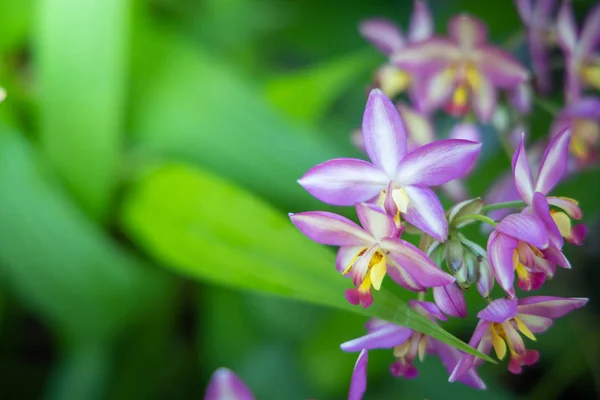 Das Hintergrundbild der bunten Blumen — Stockfoto