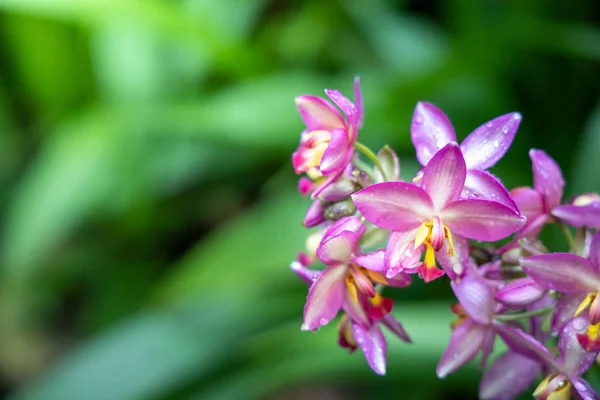 Bakgrundsbilden av de färgglada blommor — Stockfoto