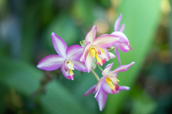 Das Hintergrundbild der bunten Blumen — Stockfoto