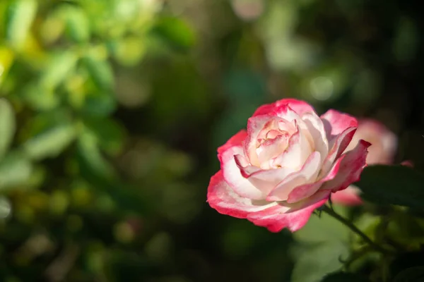 Rosen im Garten — Stockfoto