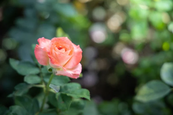 Rosas en el jardín — Foto de Stock